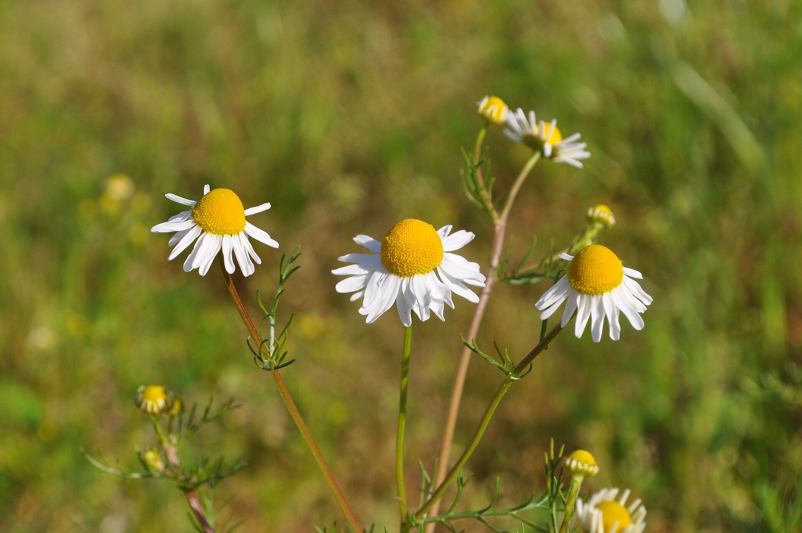 Chamomile Herbal Tea 20 Bags — Chamomile flowers