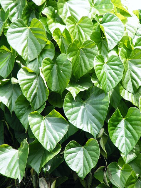 Giloy Juice 500ml — Giloy (Tinospora) leaves