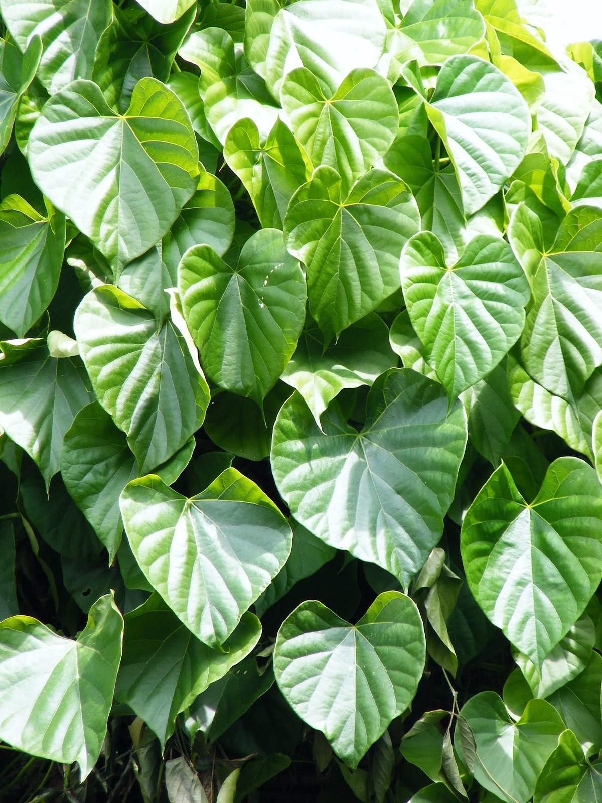 Giloy Juice 500ml — Giloy (Tinospora) leaves