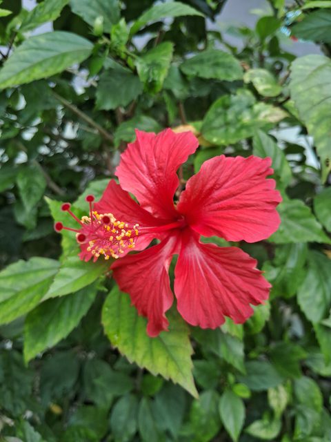 Aloe & Hibiscus Conditioner 250ml — Hibiscus flower