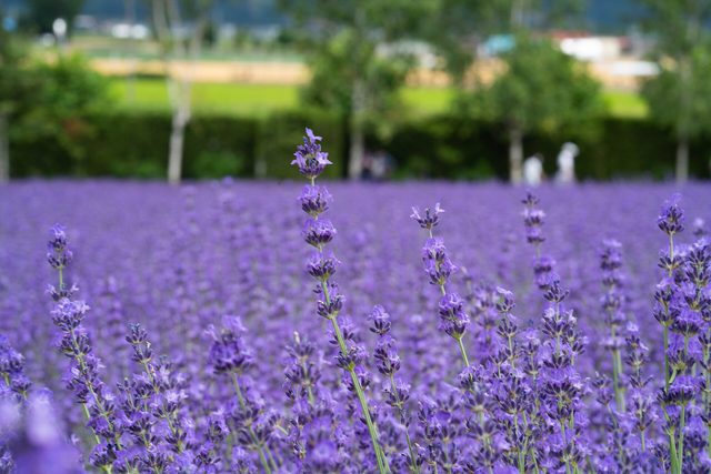 Lavender Essential Oil 15ml — Lavender field