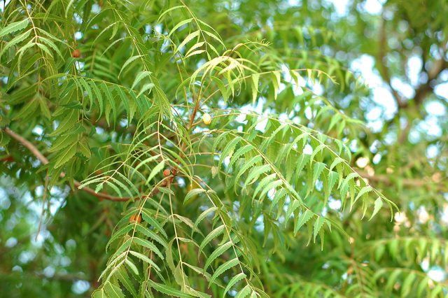 Neem Capsules 60 — Neem leaves