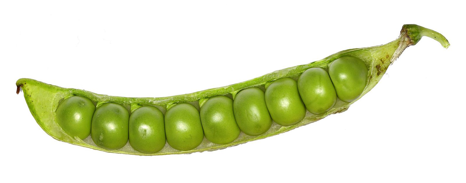 Plant Protein Powder Vanilla 500g — Green pea pod