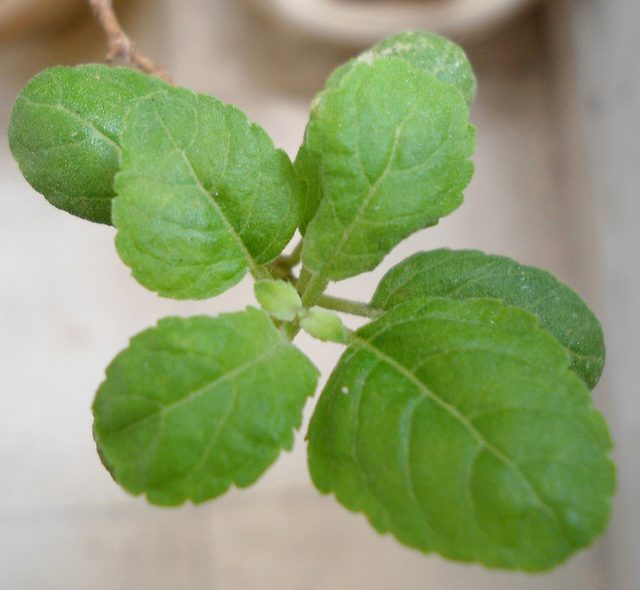 Tulsi Drops 30ml — Holy basil (tulsi) leaves